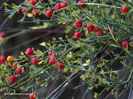 Image result for Osyris