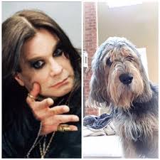 Otterhound breed known as singing dogs