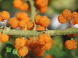 La Fraise De Saule Un Fruit Rare A La Saveur Originale Arbres Pour Petit Jardin Meubles De Jardin En Bois Arbre Fruitier