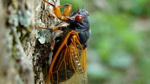It's pretty natural for people to take a look at the radar first thing in the morning, to check on that morning commute, but for millions. That Swarm Of Cicadas You Ve Been Hearing About Not Happening This Year Chicago News Wttw