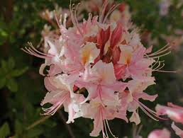 A Leisurely Stroll Through The Sf Botanical Garden In Golden Gate Park California Plants Rhododendron Garden Inspiration