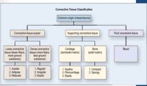 draw a flowchart showing the various types of connective