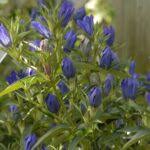Be the first to review this product. Gaultheria Procumbens Winter Splash Gaulbril Blue Sky Nursery