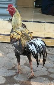 Ayam Birma X Pakhoy