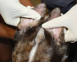 Image result for scabies dog ear