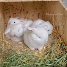 As carnivores, kitties get their primary nutrition from meat. Pin On Cute Animals