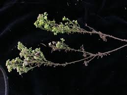 Image result for Eschenbachia stricta
