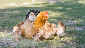 Most hens will lay one egg per day, but factors like weather, daylength, nutrition, and the presence of one or two continued to lay sporadically throughout the cold, dark days of winter, although most of those eggs froze and cracked before we got out to collect. When Will My Chicken Start Laying Eggs The Happy Chicken Coop