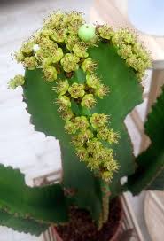 Image result for Euphorbia halipedicola