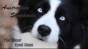 Check spelling or type a new query. Der Australian Shepherd Yellowstone Australian Shepherds