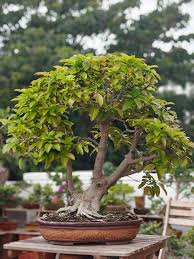 Image result for Ficus virens