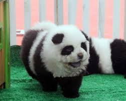 Panda Dogs Black White Chow Chow Pups Gains Popularity In Singapore Video Enstars