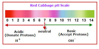 Search Results For Red Cabbage Ph Scale Vancleaves