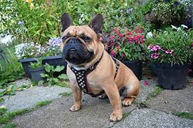 Best harnesses for french bulldogs. Best Harness For French Bulldogs Find The Review