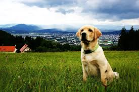 Urgent pet care of omaha is excited to announce that we will begin a phased reopening to our clients, starting june 1st! The Pet Clinic Veterinarian In Omaha Ne 68144 Services The Pet Clinic Veterinarian In Omaha Ne 68144