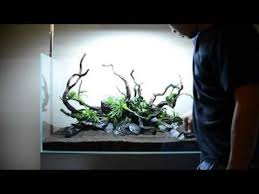 Step By Step Aquascape Time Lapse Aqueous Reflection 90cm Aquavas Youtube Aquascape Aquascape Design Aquarium Landscape