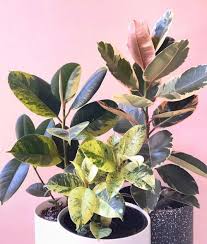 A problem for the casual examine the plant for other disease symptoms known to be associated with black spots on the species. Variegated Rubber Tree Care Guide That Planty Life