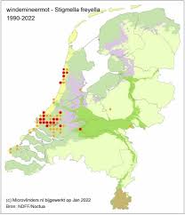 Image result for Stigmella freyella