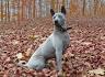 Thai Ridgeback Temperament and Personality - Independent ...