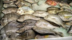 Kami menyediakan berbagai macam sea food (ikan laut segar) seperti. New Makassar Seafood Di Makassar
