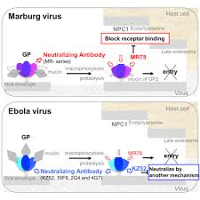 Scientific research has led to the development of numerous types of vaccines that safely elicit immune responses that protect against infection, and researchers continue to investigate novel vaccine strategies for prevention of existing and emerging infectious diseases. Structural Basis For Marburg Virus Neutralization By A Cross Reactive Human Antibody Cell