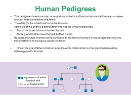 Typically, human females have two x chromosomes while males possess an xy pairing. 14 1 Human Chromosomes Key Questions 1 What Is A Karyotype 2 What Patterns Of Inheritance Do Human Traits Follow 3 How Can Pedigrees Be Used To Analyze Ppt Download