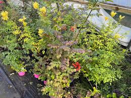 Image result for Lysimachia tenuicaulis
