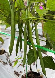 Image result for Phaseolus vulgaris