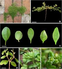 Image result for Polycarpon tetraphyllum