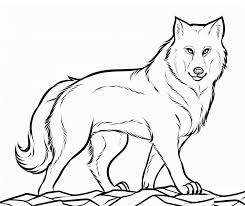 Wolves hunt other animals for food. White Wolf Coloring Pages Page 1 Line 17qq Com