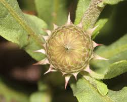 Image result for Sphaeranthus gazaensis