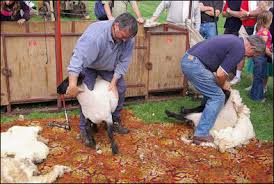 Not all sheep are wool producers, but about ninety percent of sheep breeds do produce wool. Sheep Raising And Wool Production Facts And Details