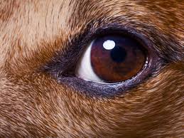 Sometimes the bulge will come and go but other times the cherry eye will be out permanently until veterinary care is received. Eye Emergencies Dog Health The Kennel Club