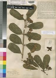 Image result for Glossostelma carsonii
