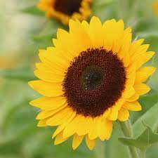 Sunflower Sunrich Summer Provence F1 Seed In 2021 Sunflower Flower Seeds Types Of Plants