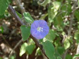 Image result for Anthephora pungens