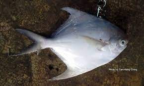 Maybe you would like to learn more about one of these? Butterfishes Talk About Fish