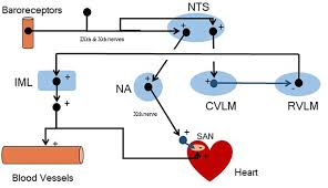 Frontiers Homeostasis The Underappreciated And Far Too Often Ignored Central Organizing Principle Of Physiology Physiology
