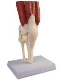 Pijn In De Knie Centrum Evers