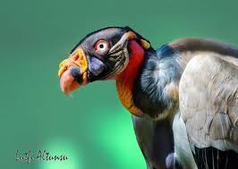 King Vulture Kral Akbaba Birds Bird Vultures Birds Illife Birdsofinstagram Instabird Ip Birds Ig Birds Pocket Bird Pet Birds Bird Watcher Vulture