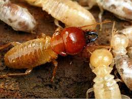 Understanding swot and pest can help ensure you have the relevant material to make informed decisions. 12 Breathtaking Benefits Of Termites Termite Control Termites Best Pest Control