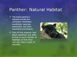 Some farmers in the eastern world have killed them with poison and hunters are killing them for shooting. Endangered Animals Panther
