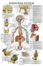 Details About Laminated Endocrine System Anatomical Chart Endocrine Anatomy Poster Doub