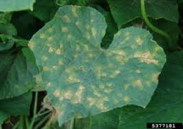 Image result for mildew on cucumbers