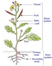 Parts Of A Plant For Class 3