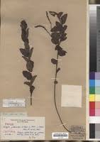 Image result for Acalypha caperonioides