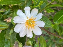 Image result for Xylotheca tettensis