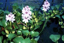 Image result for Pontederiaceae