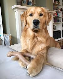 Ray Charles Blind Golden Retriever Steals Hearts Dogtime Golden Retriever Dogs Golden Retriever Retriever Puppy