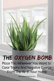 Keep A Few Of These In Your Home To Improve The Quality Of The Air You Breathe Blog Plants Best Indoor Plants Inside Plants